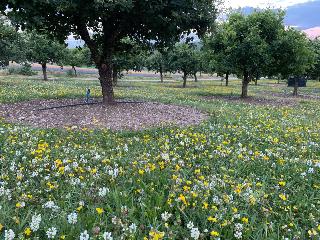 truffle field, flower, spring