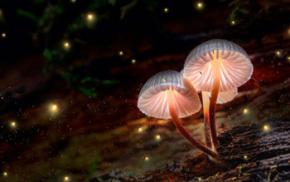 Do fungi communicate with each other ?