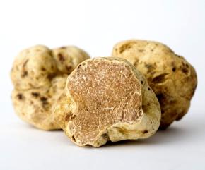 The Italian white truffle can finally be cultivated