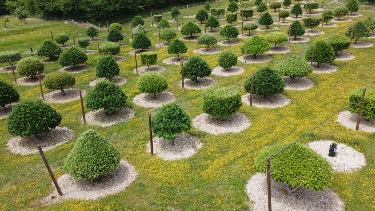 Topiary Art auf Melanosporum-Trüffelfeldern