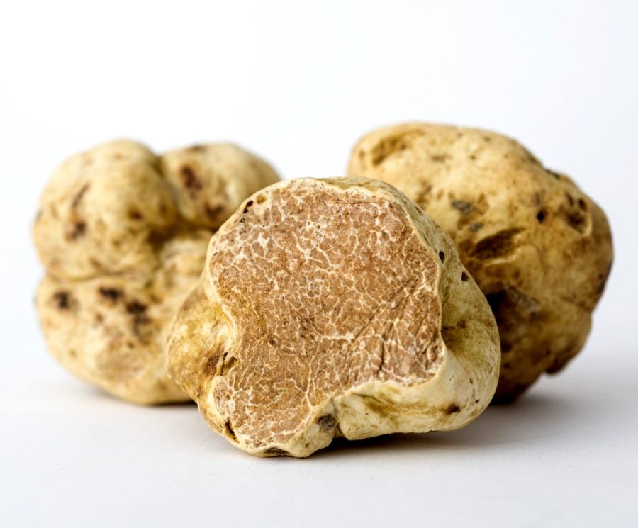 La truffe blanche d'Italie peut enfin être cultivée Truffe noire